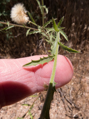 Dieteria asteroides asteroides