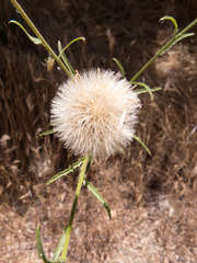 Dieteria asteroides asteroides