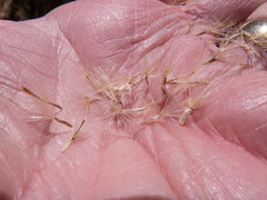 Dieteria asteroides asteroides