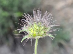 Pterocephalus plumosus