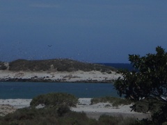 Haliaeetus leucogaster