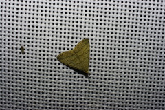 Pechipogo strigilata