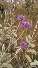 Chresta sphaerocephala