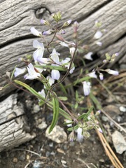 Collinsia linearis