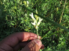 Astragalus albicaulis