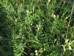 Astragalus albicaulis