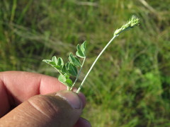 Astragalus albicaulis