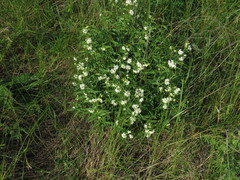 Astragalus albicaulis