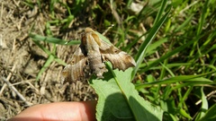 Proserpinus proserpina