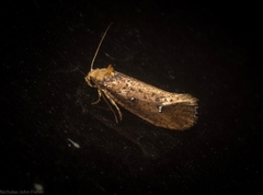 Azaleodes micronipha