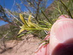 Craspedolepta lapsus