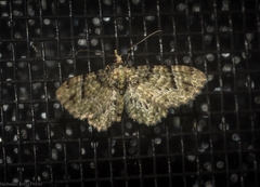 Chloroclystis guttifera
