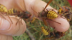 Vespa crabro germana