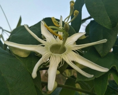Passiflora setacea