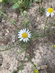 Anthemideae
