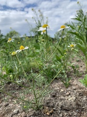 Anthemideae