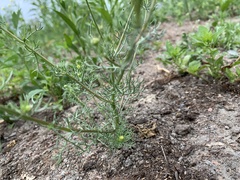Anthemideae