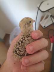 Coturnix japonica