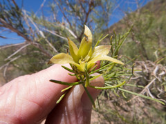 Craspedolepta lapsus