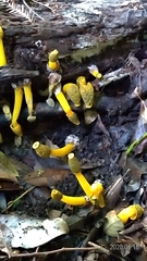 Phallus flavocostatus