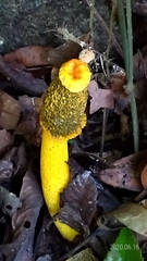 Phallus flavocostatus