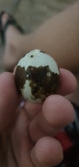 Coturnix japonica