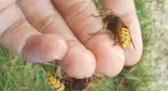 Vespa crabro germana