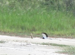 Vanellus chilensis