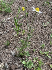 Tripleurospermum inodorum
