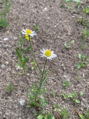 Tripleurospermum inodorum