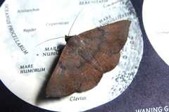 Epidromia rotundata