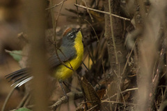 Myioborus brunniceps