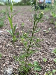 Tripleurospermum inodorum