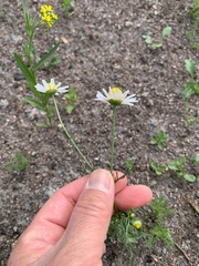 Tripleurospermum inodorum