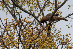 Pseudoseisura lophotes