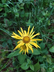 Doronicum austriacum
