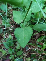 Doronicum austriacum