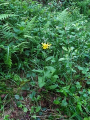 Doronicum austriacum