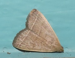 Simplicia extinctalis