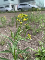 Erysimum cheiranthoides