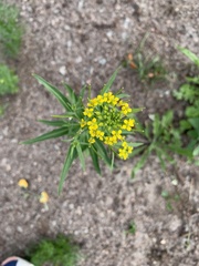 Erysimum cheiranthoides