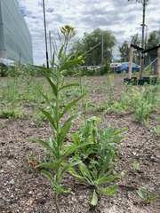 Erysimum cheiranthoides