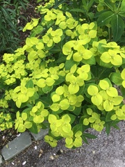 Euphorbia oblongata