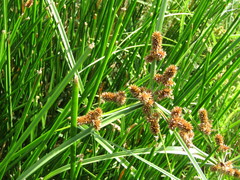 Cyperus ligularis