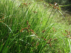 Cyperus ligularis