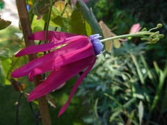 Passiflora edmundoi