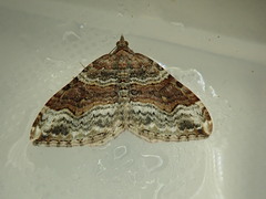 Xanthorhoe defensaria