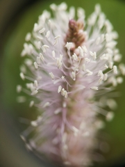 Plantago media