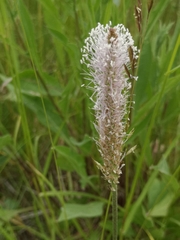 Plantago media