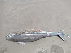 Phocoena spinipinnis